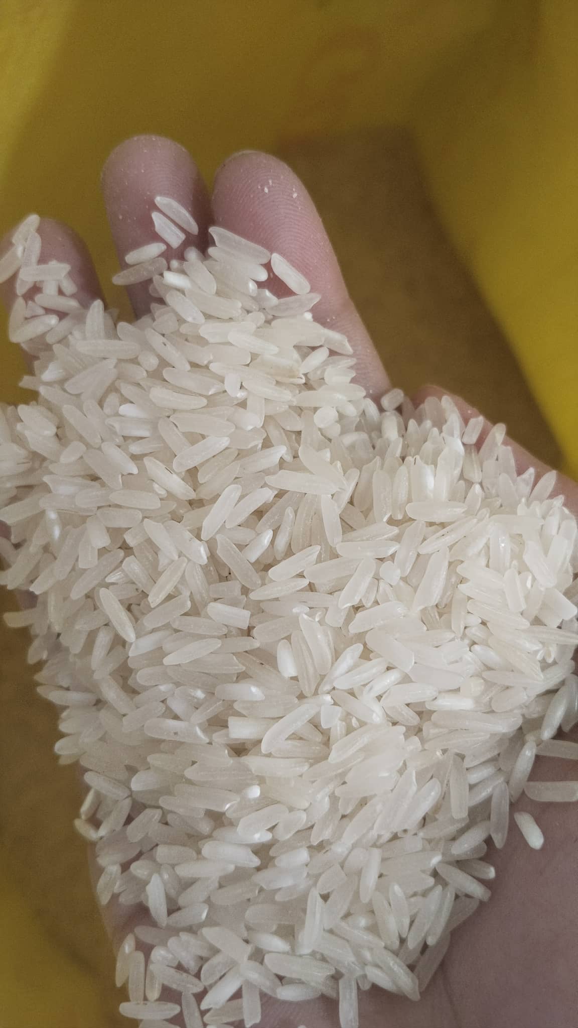 50 kg (1 Sack) Golden Lion Thai Best Quality Rice Maalsa Buhaghag Grain 95 Long Grain - Image 2